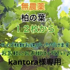2026年最新】柏餅の葉の人気アイテム - メルカリ
