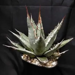 アガベ パープソラム　バニラアイス　胴切り子株　牛乳植物 バニラアイス 香草冰淇淋 . . パープソラム最高峰。 いくつか