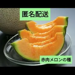 高知県産 赤肉メロン 6玉入り 約7.6kg（下箱込み） - メルカリ