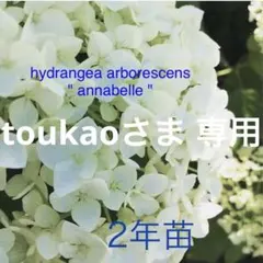 ◎ 2年苗 ポット苗 ⑳ ㉑アナベル アジサイ 西洋アジサイ アメリカノリノキ