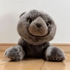 サンレモン ひざねこ スコティッシュフォールドのサムネイル