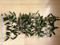 ロシアンオリーブ挿し木用約10本➕おまけ数本 - メルカリ