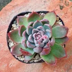 多肉植物 センペルビウム ブラウアーリッター 子株付き No.50 - メルカリ