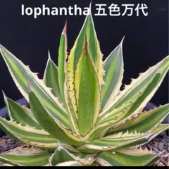 2025年最新】ロファンサの人気アイテム - メルカリ