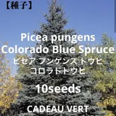 Picea pungensコロラドトウヒ（ピセア プンゲンス）種子10粒+1粒のサムネイル