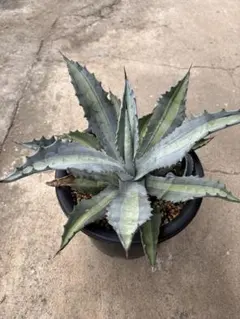 アガベ アメリカーナ エクスパンサ パリーダ レモンライム　新株有　高さ56cm アガベ プロトアメリカーナ レモンライム エクスパンサパリーダ