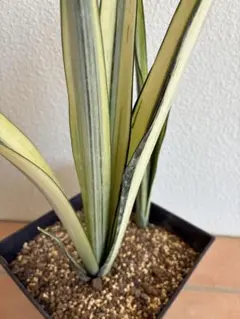 美株　希少　サンスベリアビューティークイーン　中株　レア　鉢ごとメルカリ便② 美株 希少 サンスベリアビューティークイーン 中株 レア 鉢ごと