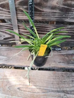 紀州雪虎　風蘭　富貴蘭　虎斑　斑入り　園芸　着生蘭　観葉植物　植物　古典植物　蘭のサムネイル
