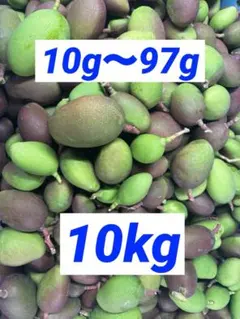 紫5-1】約4.7kg グリーンマンゴー 青マンゴー マンゴー 摘果マンゴー
