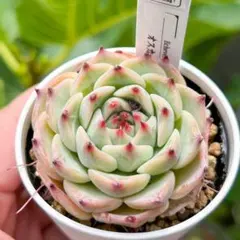 白花血糸緋花玉 実生苗 超希少 花サボテン 実際開花した株 開花見込み