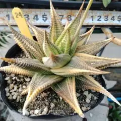 376 ナイルの一滴 実生 特A 多肉植物 ハオルチア アロエ - メルカリ