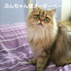 ぶんちゃん様専用、オーダーメイドページ、お一人様限定