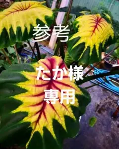 2025年最新】コロカシアの人気アイテム - メルカリ