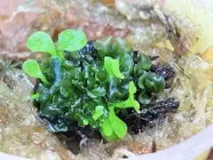 2025年最新】ridleyi pakarangの人気アイテム - メルカリ