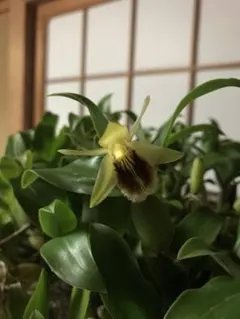 マコ様 リクエスト 2点 まとめ商品