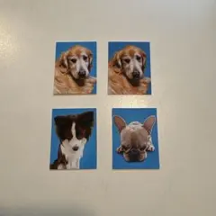 ご機嫌ナナメな犬の証明写真 4枚セット
