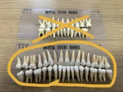2026年最新】歯科 模型の人気アイテム - メルカリ
