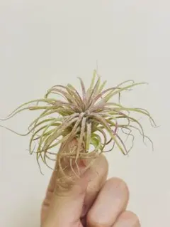 チランジア ボブホルムズジュエル Tillandsia - メルカリ