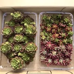 多肉植物 3品種カット苗詰め合わせ　25cm×20cmコンパクト発送