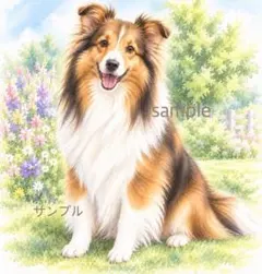 シェルティ　シェルティー　水彩画風