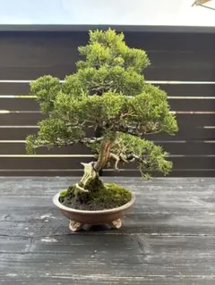 イチョウ盆栽 根張り良好 幹径約φ25cm 樹勢良好 - メルカリ