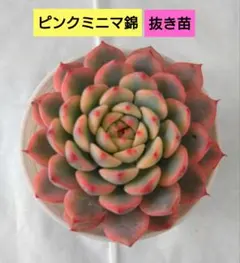 2025年最新】ピンクミニマ錦の人気アイテム - メルカリ