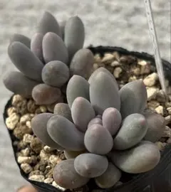 2026年最新】オレンジスノーボール 多肉の人気アイテム - メルカリ