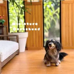 【羊毛フェルト ミニチュアダックスフンド】 ドールハウス 1/6 ペット 犬