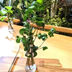 2026年最新】ベンジャミンバロックの人気アイテム - メルカリ