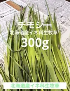 生牧草農薬不使用！オーツヘイ✨ネコポス箱込み300g以上 小動物おやつ