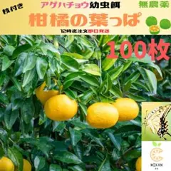 柑橘系葉っぱ 枝付き 1000枚 アゲハチョウ 幼虫 餌 柑橘系葉っぱ 枝付き 100枚 アゲハチョウ 幼虫 餌 - メルカリ