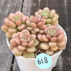 2026年最新】つぶつぶ屋の人気アイテム - メルカリ