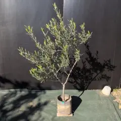 akkyon✨即購入OK♪̆̈引越断捨離様 リクエスト 2点 まとめ商品