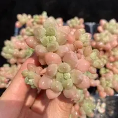 D0123　ロココ　16苗　多肉植物　土と根付き エケベリア 韓国苗のサムネイル