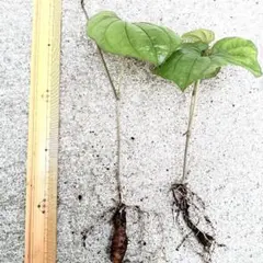 山芋の苗 約10本 - メルカリ