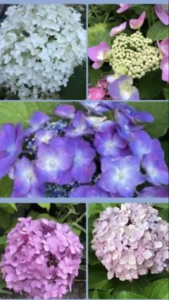 紫陽花 挿し穂 6種類 各1本ずつ ネコポス発送 - メルカリ
