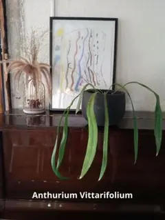 2025年最新】アンスリウムビッタリフォリウムの人気アイテム - メルカリ