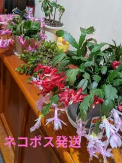 デンマークカクタス 12種類カット