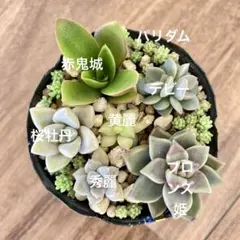 初心者様も大丈夫！綺麗に増えます！カット苗＋おまけ 多肉植物 セダム