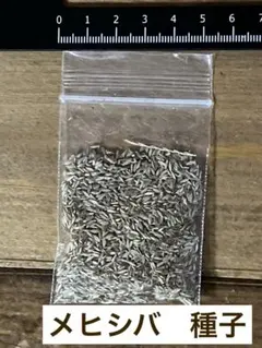 イネ科　雑草　メヒシバ　種子