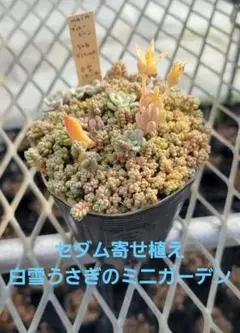 セダム寄せ植え雪うさぎのミニガーデン　7.5cmポット