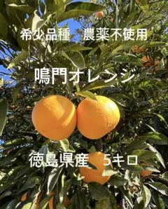 （鹿児島県産）ゆみ 熟成タンカン Sサイズ 4.5〜5k いちき串木野市産 鹿児島県産）熟成タンカン Sサイズ 4.5〜5k いちき串木野市産 - メルカリ