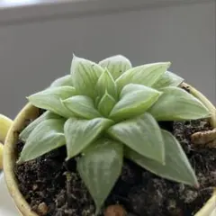 2025年最新】セネキオ 多肉の人気アイテム - メルカリ