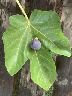 2026年最新】イチジク苗の人気アイテム - メルカリ