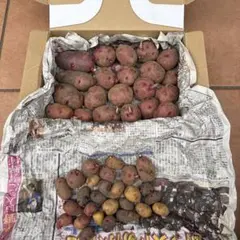 【wakaobachan　種芋】レッドムーン他　計３種合計７ｋｇ(箱込み) 楽天市場】【令和7年産 馬鈴薯種子】じゃがいも種子 レッドムーン芋