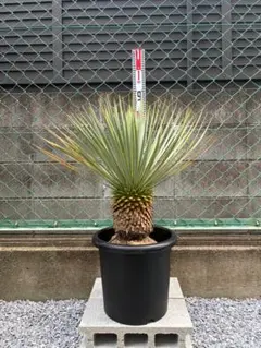 ⑥ ユッカ ロストラータ 10号特大苗木最高等級極上品‼️ - メルカリ