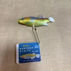 FANS めだかマスコット キーチェーン〜SA3