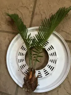 ⑤蘇轍 ソテツ 苗 1株 発根なし - メルカリ