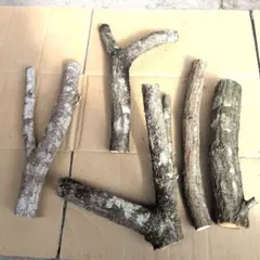 Item thumbnail for item a53a5aa1-f731-4b0c-ae20-725f4f7e3665