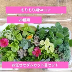 【送料無料】訳あり2パックミニセット　多肉植物　カット苗　セダム　詰め合わせ 送料無料】訳あり2パックミニセット 多肉植物 カット苗 セダム